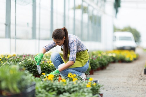 A woman wearing a plaid shirt, blue jeans, and green gardening gloves is kneeling on a gravel path in a backyard garden, tending to flowering plants with yellow and purple blooms. She is using a small hand trowel to carefully work in the soil around the plants, which are situated in black plastic pots lined along the edge of the flower beds. The garden features neatly maintained flower beds bordered by low bricks, with lush green foliage and vibrant blooms creating a colourful display. In the background, a modern greenhouse structure with large glass panels reflects the surrounding garden, while a white vehicle is visible beyond the garden perimeter, suggesting a residential environment. The scene is set during daylight with natural sunlight illuminating the garden, emphasizing the varied textures of the plant leaves, soil, and gravel path, and highlighting the overall well-maintained outdoor space. This setting exemplifies professional gardening practices such as planting and flower bed care, aligning with services offered by Hedge Trimming Plumstead in the local area.