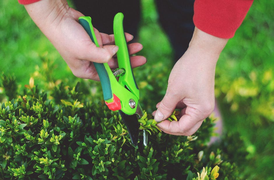 Close-up of a gardener's hands trimming a dense, vibrant green hedge using bright green-handled pruning shears. The gardener's left hand gently holds the small branches while the right hand operates t